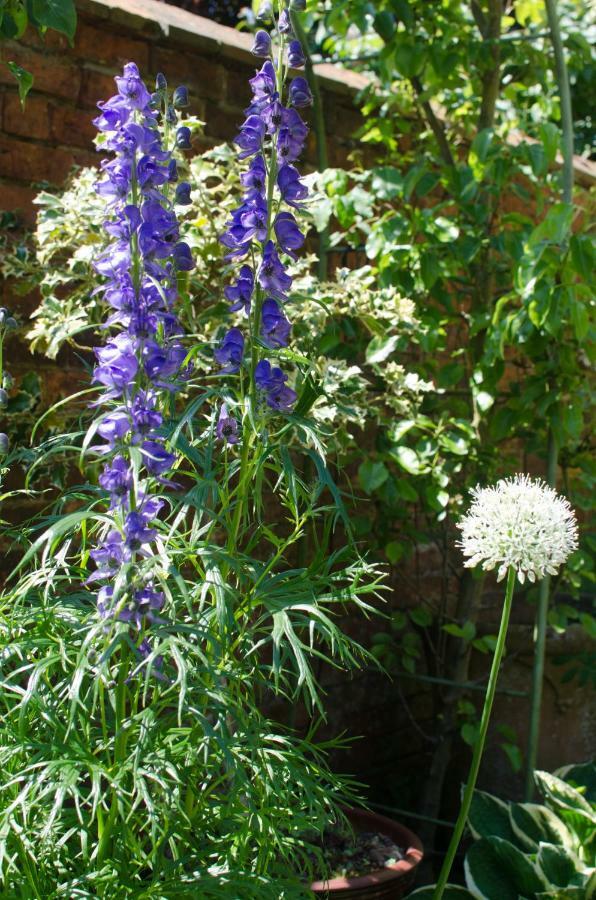 The Hollies Bed And Breakfast Uppingham Esterno foto